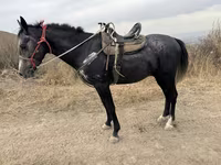 Aygır, Atlar — foto 2