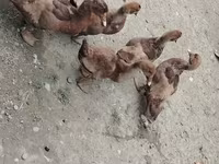 domácí kachna pižmová — foto 2