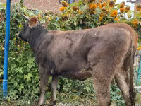بقرة, Swiss cattle — الصورة 1
