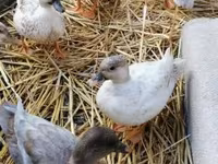 Ducks — fotografija 3