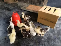 Ducks — عکس 1