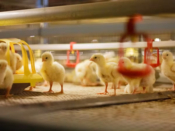 Premixuri pentru animale şi păsări / Премиксы для птиц и животных