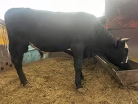 Bik, Simmental cattle — fotografija 6