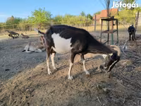 Echki, Toggenburg goat — 7-rasm
