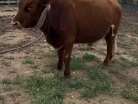 Toro, Bovini — foto 2