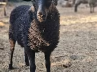 میش, Racka sheep — عکس 1