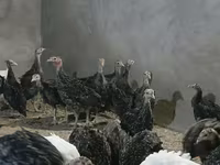 Guinea fowl — foto 2