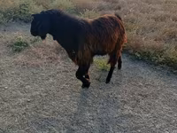Արու այծ, Nubian Goat — լուսանկար 1