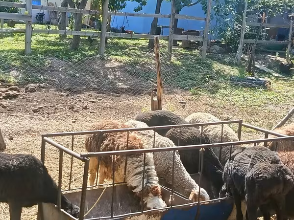 Кой, Койлор