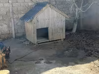 Taxta it evi - Material: qalın taxta karkas, üzəri taxta lövhələr - — รูปภาพ 3