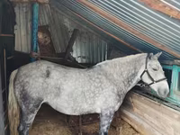 ม้าตัวเมีย, Ukrainian Riding Horse — รูปภาพ 1
