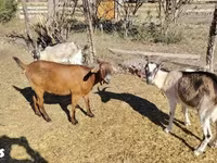 Ziege, Boer goat — Foto 3