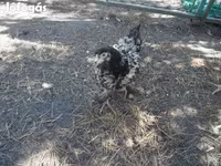 Chickens — عکس 5
