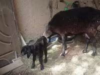 Ido (xirmo, jins lama sheegin), Sheep — sawirka 2