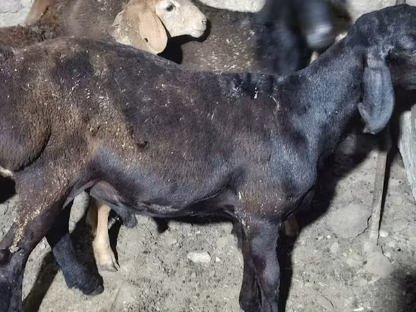 Ram, Karakul sheep — Kyrgyzstan
