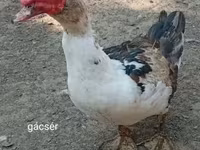 Ducks — 사진 2