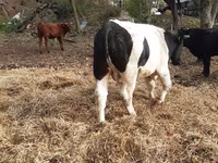 Toro, Aberdeen Angus — foto 6