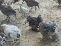 Guinea fowl — foto 2