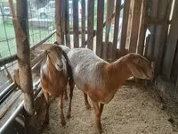 Ovce, Arashan sheep — foto 3