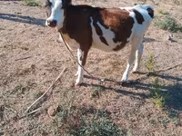 Ko, Holstein-race — foto 2