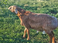 숫양, Arashan sheep — 사진 2