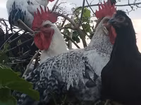 Brahma — foto 4
