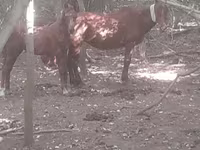 Kısrak, Atlar — foto 3