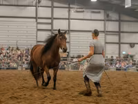 Кобила, Friesian — снимка 8