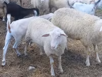 بز نر, Nubian Goat — عکس 2