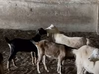Cabras (lote, sexo no especificado), Nubian Goat — foto 4