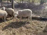 Kambing jantan, Sheep — foto 3