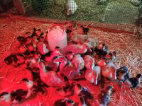 Ducks — عکس 3
