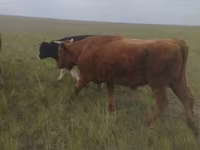 Bik, Russian Black pied cattle — fotografija 2
