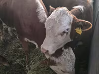 Bou, Vaca kazahă cu cap alb — foto 7