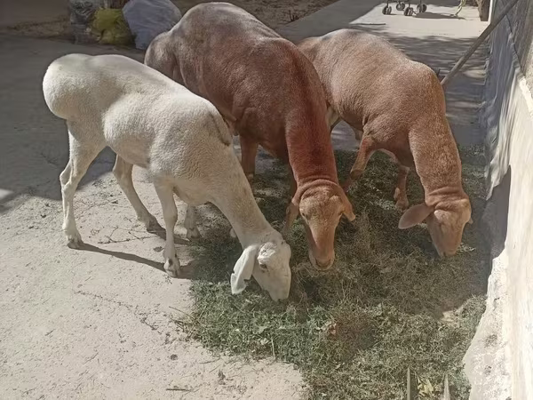 میش, Arashan sheep