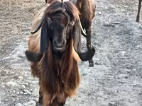 Ged, Damask goat — foto 1
