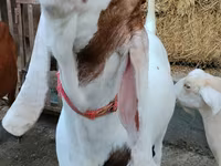 Bok, Nubian Goat — foto 2