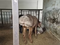 میش, گوسفند — عکس 2
