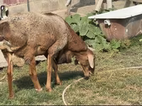 Domba jantan, Hissar sheep — foto 6