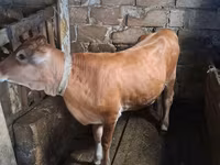 Lembu betina, Cattle — foto 2