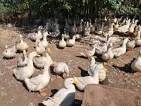 Ducks — снимка 2