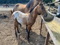 Айғыр, Appaloosa — 8-сурет