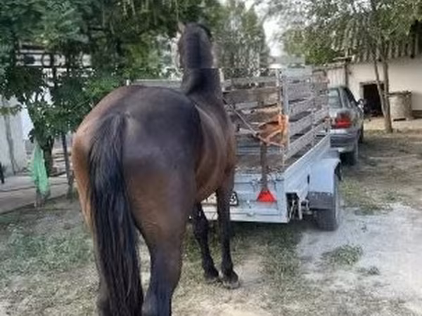 گھوڑا, Friesian