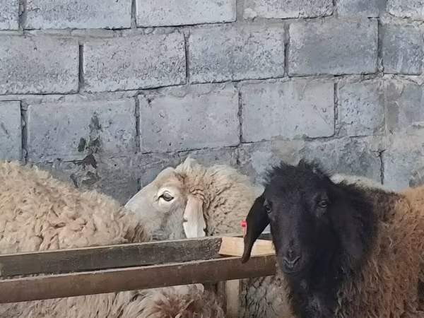 Sheep, Sheep — Kyrgyzstan