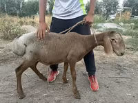 تيس, الماعز — الصورة 1