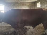 گاو و گوساله (گروه، جنسیت مشخص نشده), Red Estonian cattle — عکس 2