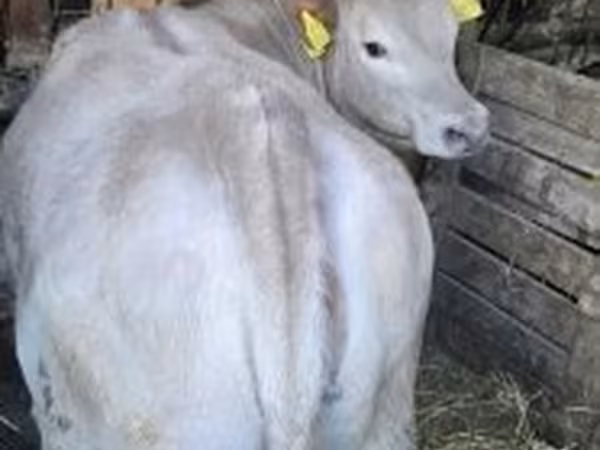 Bulle, Holstein-Rasse