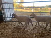 قوچ, Charollais sheep — عکس 1