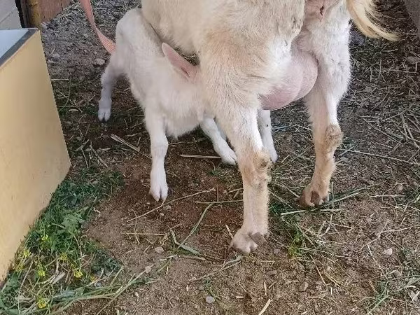 Goat, Saanen goat