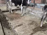 Vacă, Latvian Blue cattle — foto 1